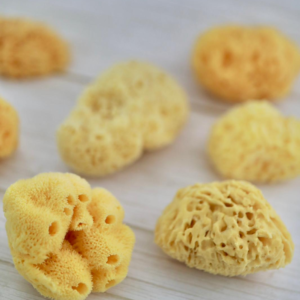 Natural Sponge